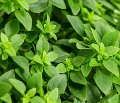 Dehner Gourmet Garten Basilikum, veredelt Grün Discount