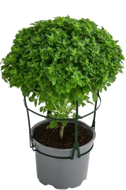 Dehner Gourmet Garten Basilikum, veredelt Grün Discount