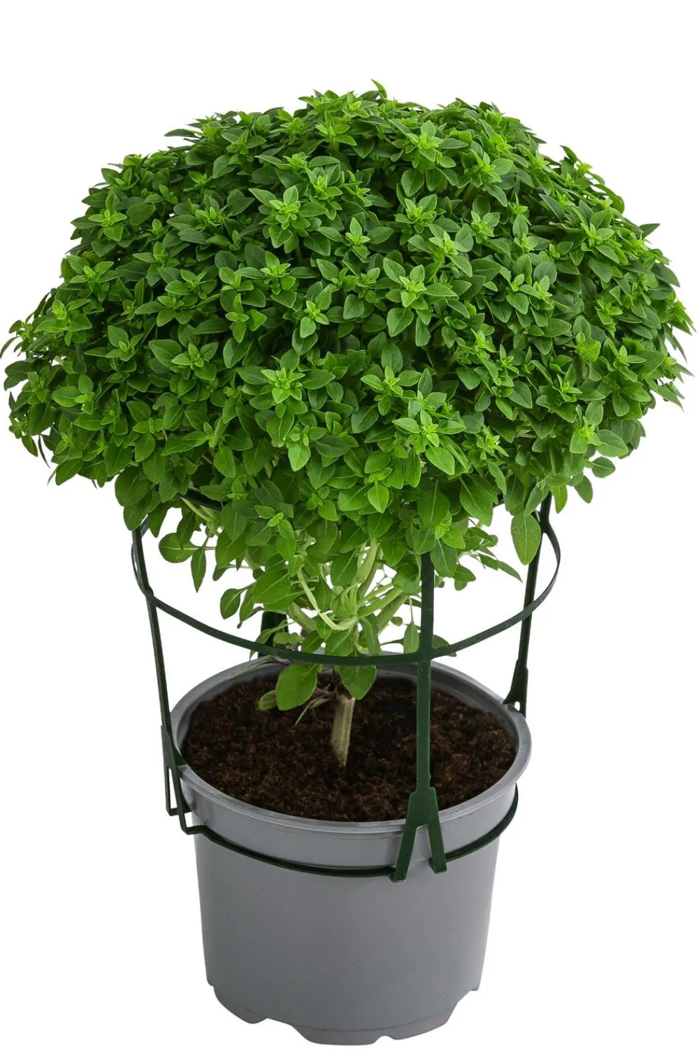 Dehner Gourmet Garten Basilikum, veredelt Grün Discount