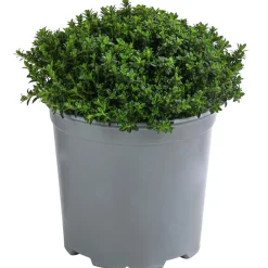 Dehner Gourmet Garten Garten- & Heilkräuter|Gourmet-Kräuter - Bergbohnenkraut Grün
