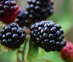 Dehner Gourmet Garten Himbeeren & Brombeeren|Beerensträucher > Brombeere 'Triple Crown'
