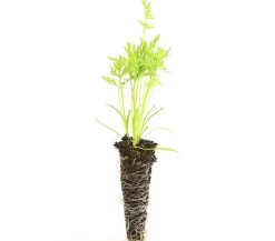 Dehner Gourmet Garten Gartengemüse > e Möhre, 20er Schale