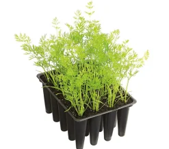 Dehner Gourmet Garten Gartengemüse > e Möhre, 20er Schale