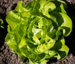 Dehner Gourmet Garten Butterkopfsalat, 6er Schale Grün Clearance