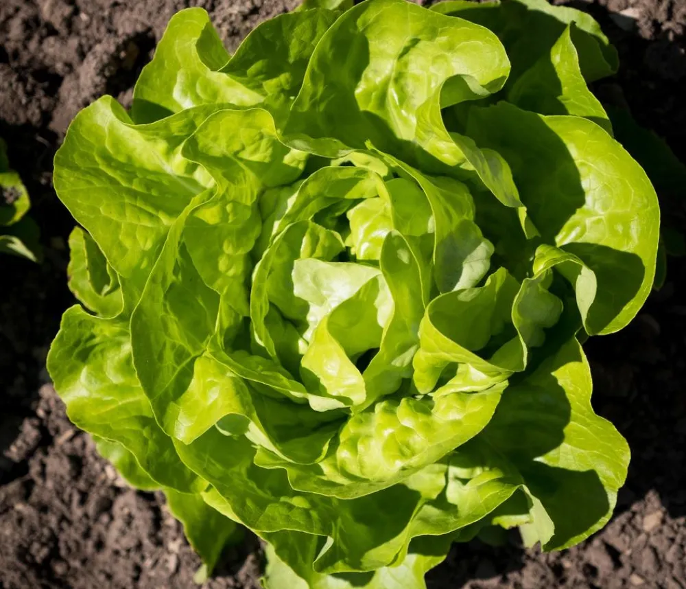 Dehner Gourmet Garten Butterkopfsalat, 6er Schale Grün Clearance