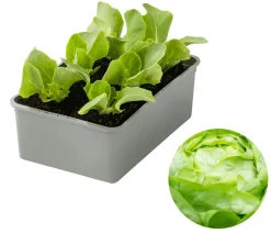 Dehner Gourmet Garten Butterkopfsalat, 6er Schale Grün Clearance