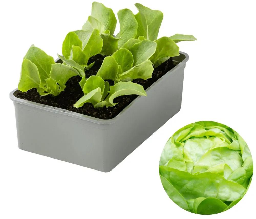Dehner Gourmet Garten Butterkopfsalat, 6er Schale Grün Clearance