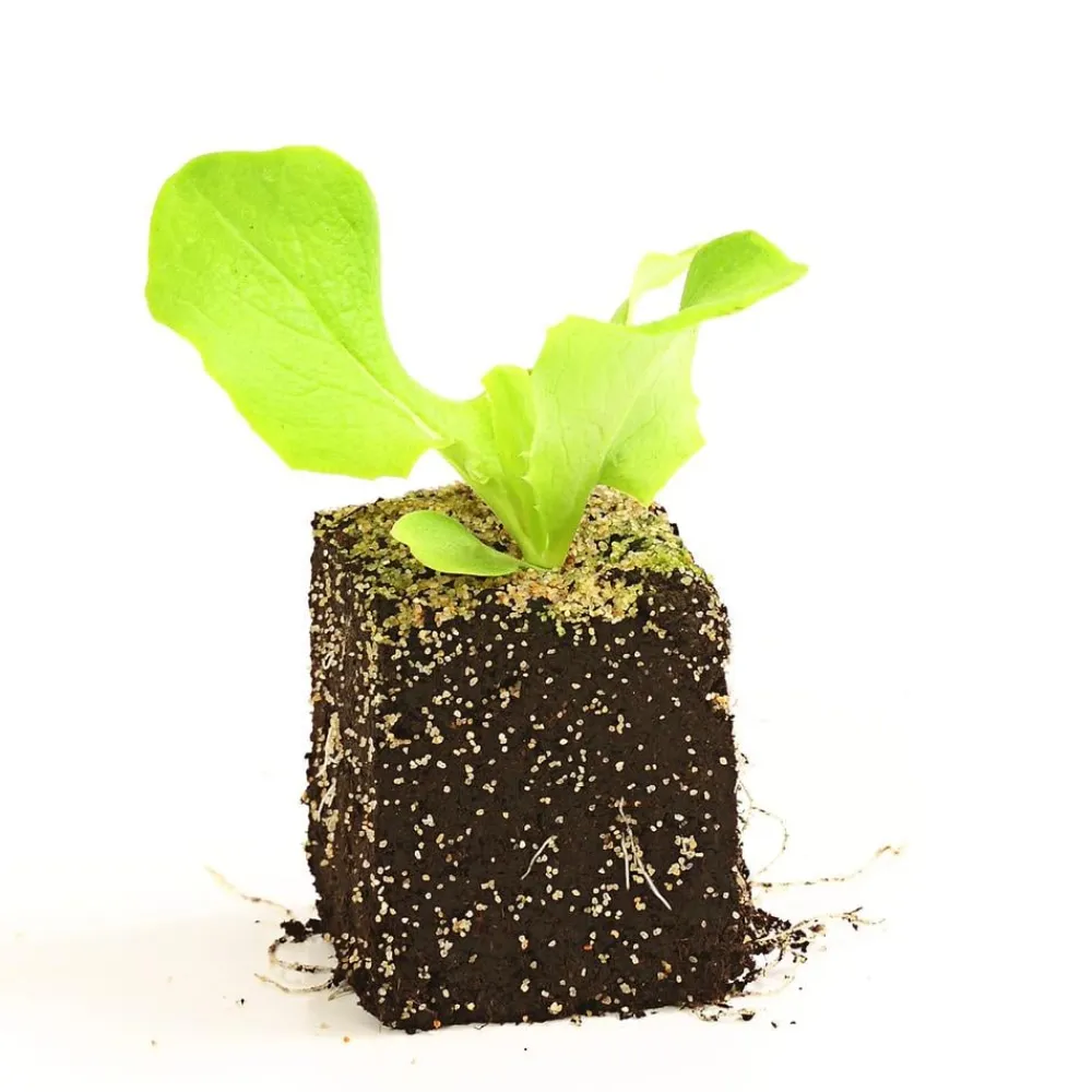 Dehner Gourmet Garten Butterkopfsalat, 6er Schale Grün Clearance