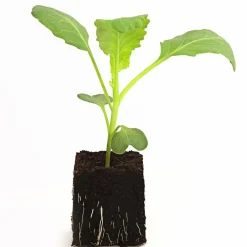Dehner Gourmet Garten Kohl- & Salatpflanzen - Butterkohl, 6er Schale Grün