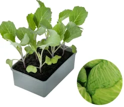 Dehner Gourmet Garten Kohl- & Salatpflanzen - Butterkohl, 6er Schale Grün