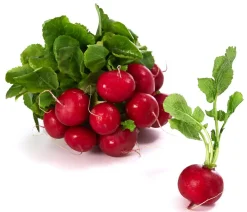 Dehner Gourmet Garten Gartengemüse > Butterradieschen, 20er Schale