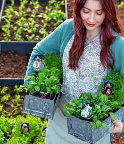 Dehner Gourmet Garten Gartengemüse > Butterradieschen, 20er Schale
