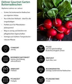 Dehner Gourmet Garten Gartengemüse > Butterradieschen, 20er Schale