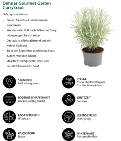 Dehner Gourmet Garten Currykraut Outlet