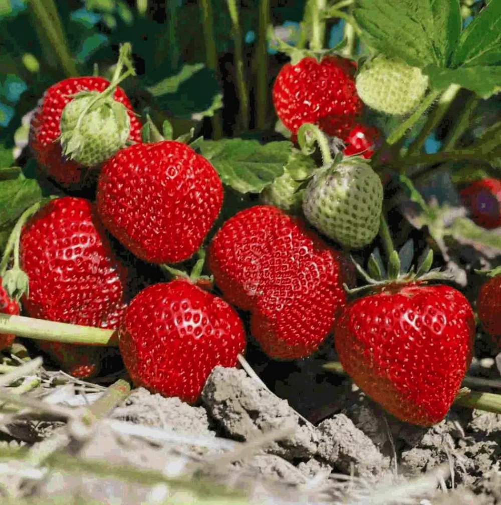 Dehner Gourmet Garten Erdbeere 'Mara des Bois', 4er-Set Rot Outlet