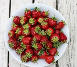 Dehner Gourmet Garten Erdbeere 'Mara des Bois', 4er-Set Rot Outlet