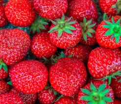 Dehner Gourmet Garten Erdbeerpflanzen - Erdbeere 'Mara des Bois' Rot