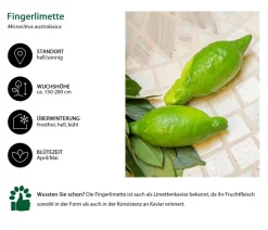 Dehner Zitruspflanzen|Terrassenpflanzen > Gourmet Garten Fingerlimette