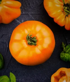 Dehner Gourmet Garten Fleischtomate, Orange