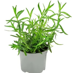 Dehner Gourmet Garten Garten- & Heilkräuter|Gourmet-Kräuter > Französischer Estragon