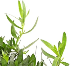 Dehner Gourmet Garten Garten- & Heilkräuter|Gourmet-Kräuter > Französischer Estragon