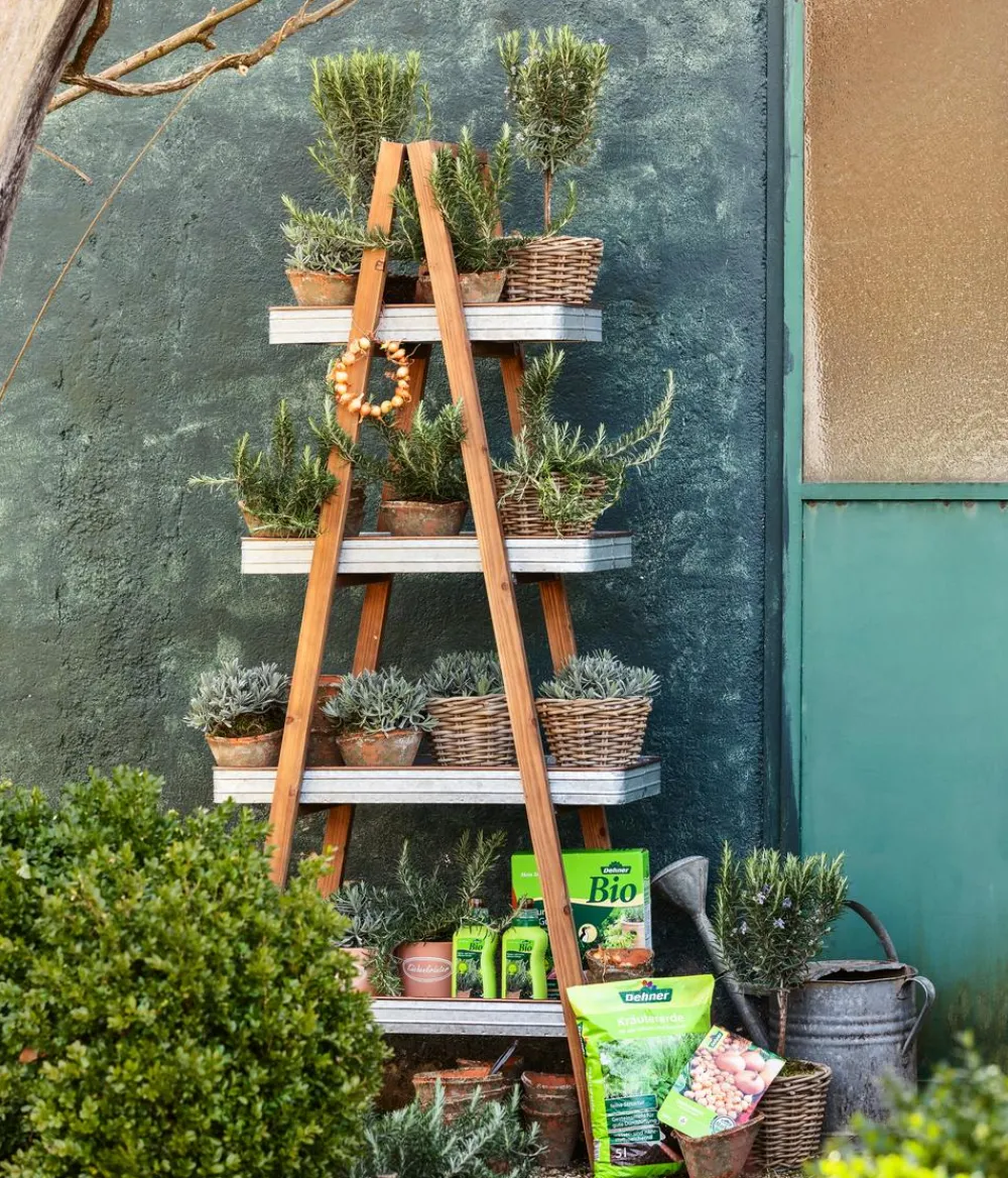 Dehner Gourmet Garten Gewürzlavendel Hot