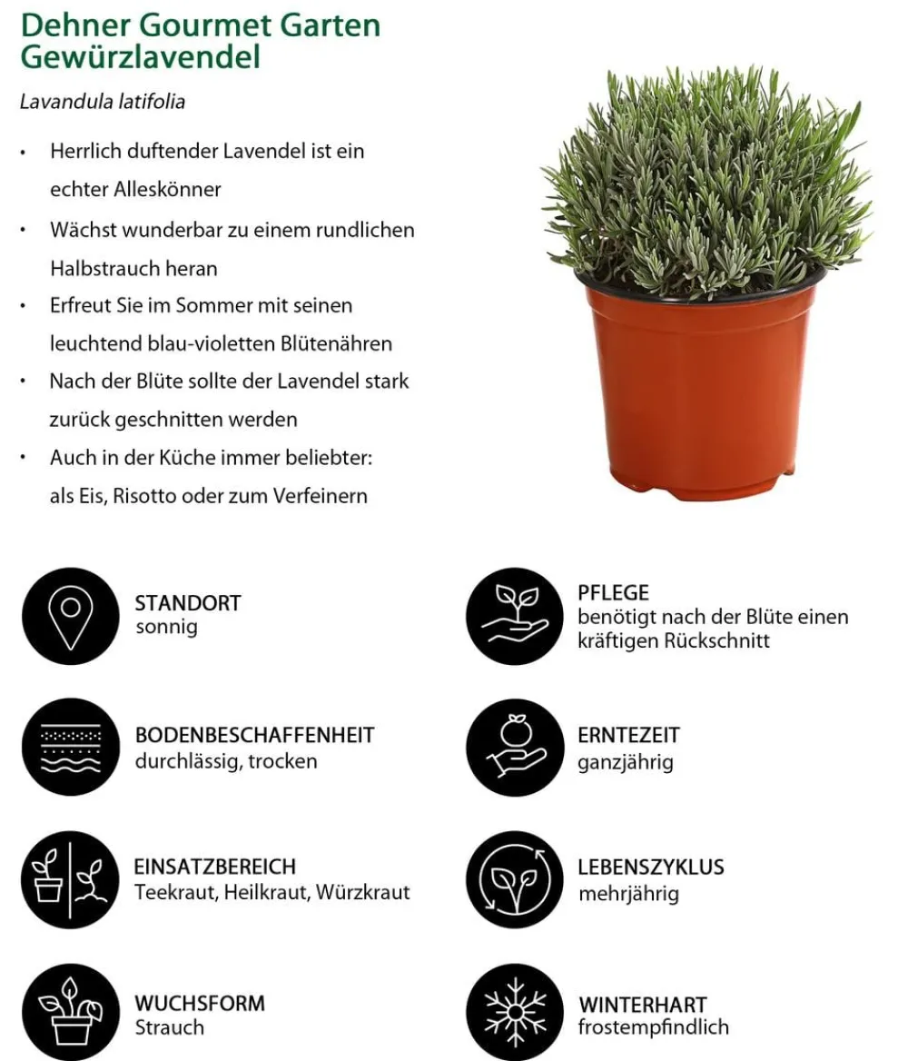 Dehner Gourmet Garten Gewürzlavendel Hot