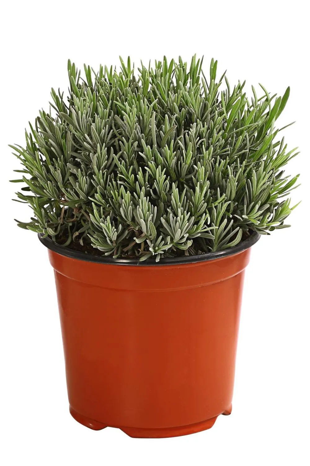 Dehner Gourmet Garten Gewürzlavendel Hot