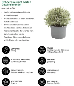 Dehner Gourmet Garten Garten- & Heilkräuter|Gourmet-Kräuter > Gewürzlavendel