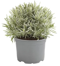 Dehner Gourmet Garten Garten- & Heilkräuter|Gourmet-Kräuter > Gewürzlavendel