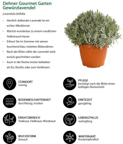 Dehner Gourmet Garten Gewürzlavendel Outlet