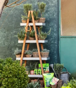 Dehner Gourmet Garten Garten- & Heilkräuter|Gourmet-Kräuter - Gewürzlavendel