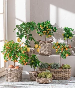 Dehner Gourmet Garten Garten- & Heilkräuter|Gourmet-Kräuter - Gewürzlavendel