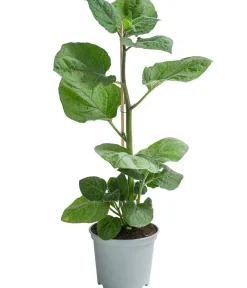 Dehner Gourmet Garten Goldandenbeere Gelb Outlet