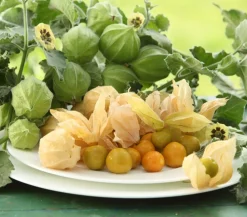 Dehner Gourmet Garten Goldandenbeere Gelb Outlet