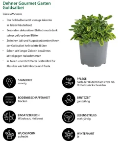 Dehner Gourmet Garten Goldsalbei Outlet
