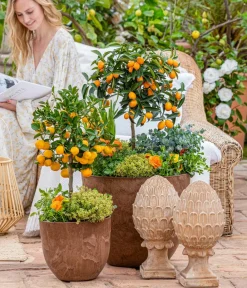 Dehner Gourmet Garten Goldsalbei Outlet