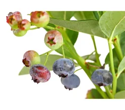 Dehner Gourmet Garten Heidelbeeren|Beerensträucher > Heidelbeere 'Spartan'