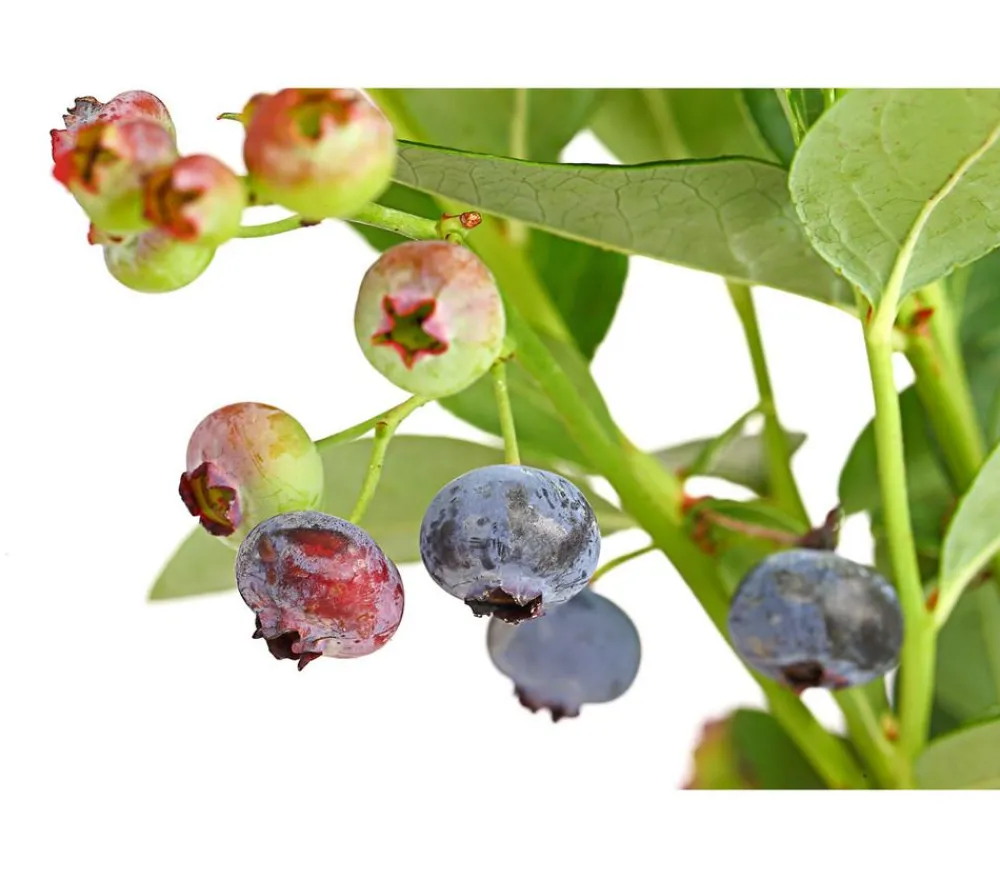 Dehner Gourmet Garten Heidelbeeren|Beerensträucher > Heidelbeere 'Spartan'