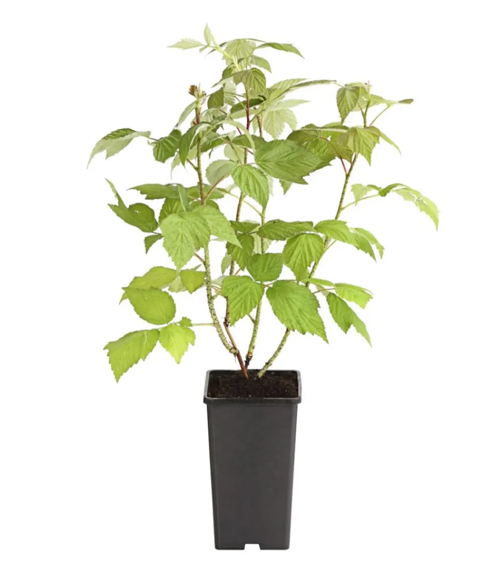 Dehner Gourmet Garten Himbeeren & Brombeeren|Beerensträucher > Himbeere 'Aroma Queen®'