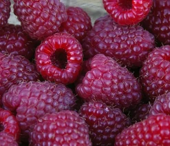 Dehner Gourmet Garten Himbeeren & Brombeeren|Beerensträucher > Himbeere 'Aroma Queen®'