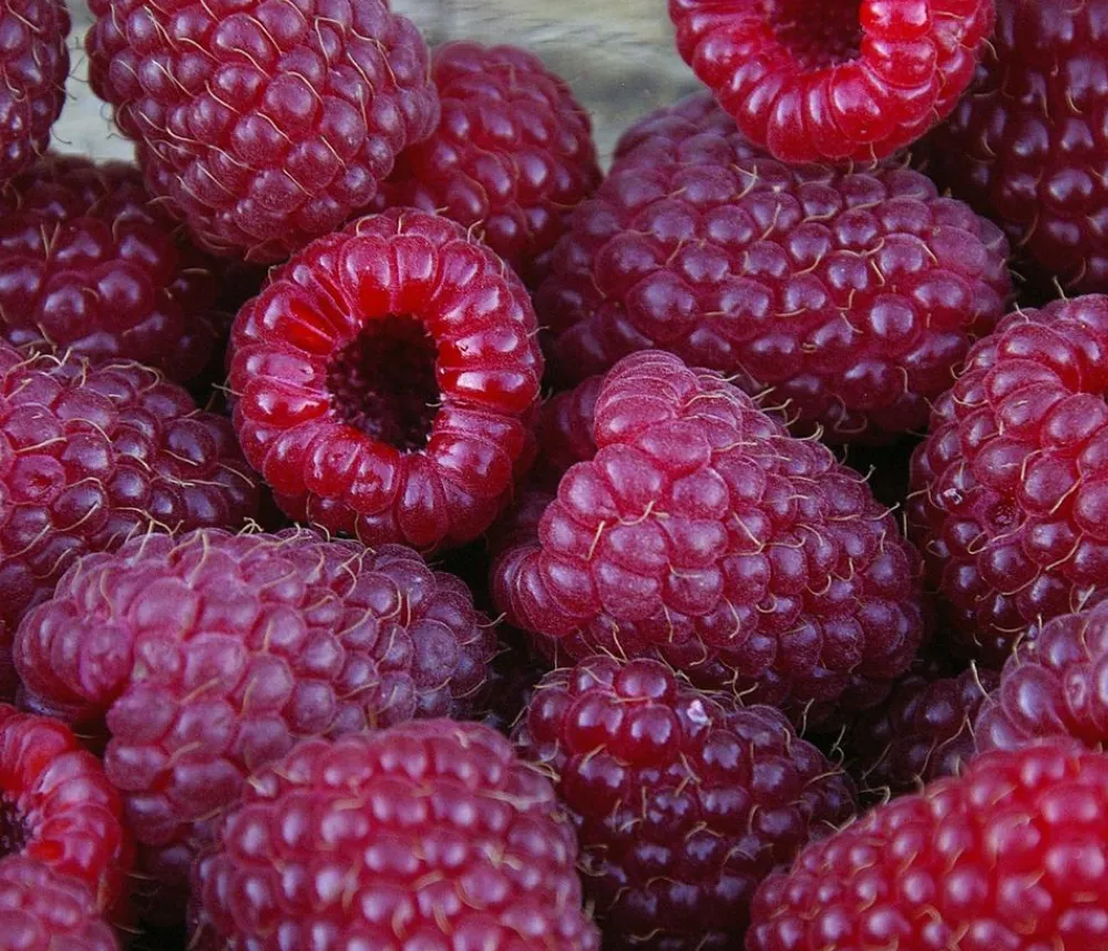 Dehner Gourmet Garten Himbeeren & Brombeeren|Beerensträucher > Himbeere 'Aroma Queen®'