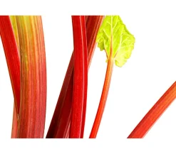 Dehner Gourmet Garten Weinreben & Gartenobst|Gartengemüse - Himbeer-Rhabarber Rot