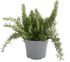 Dehner Gourmet Garten Hänge-Rosmarin Grün Best