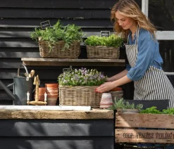 Dehner Gourmet Garten Hänge-Rosmarin Grün Best
