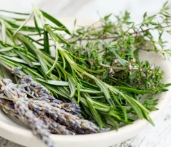 Dehner Gourmet Garten Hänge-Rosmarin Grün Best