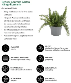 Dehner Gourmet Garten Hänge-Rosmarin Grün Best