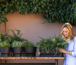 Dehner Gourmet Garten Garten- & Heilkräuter|Gourmet-Kräuter - Hänge-Rosmarin Grün