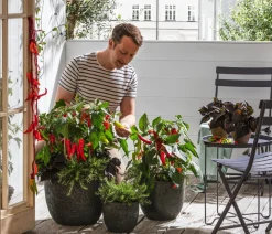 Dehner Gourmet Garten Garten- & Heilkräuter|Gourmet-Kräuter - Hänge-Rosmarin Grün