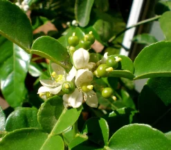 Dehner Gourmet Garten Zitruspflanzen|Terrassenpflanzen - Kaffir-Limette Grün